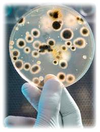 Analisis de Coliformes en ASAP Laboratorio