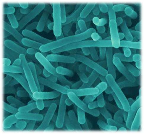 Analisis de Listeria en ASAP Laboratorio