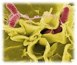 Analisis de Salmonella en ASAP Laboratorio